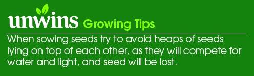 Cress Extra Curled Seeds Unwins Organic Growing Tips